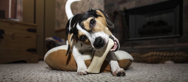 Are antlers safe for dogs?