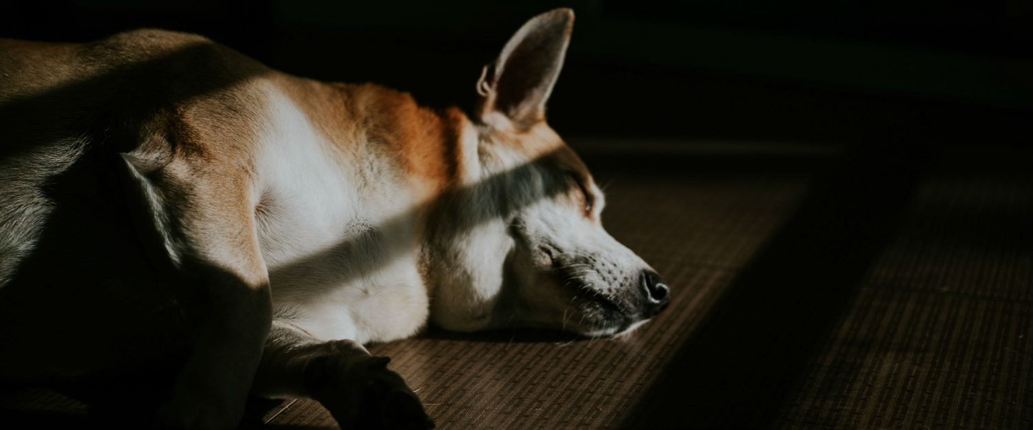 Why does my dog dribble urine when she sleeps and how should this be treated?