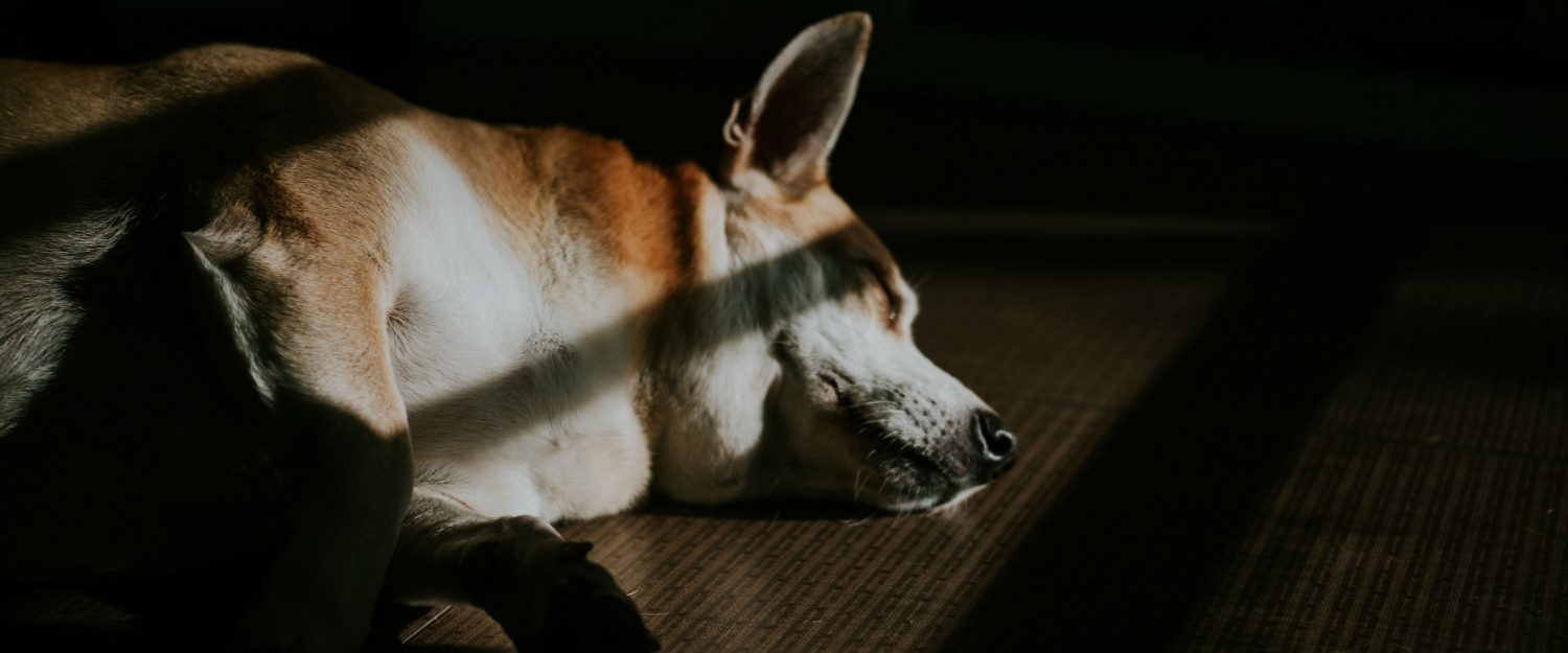 Why does my dog dribble urine when she sleeps and how should this be treated? Why does my dog dribble urine when she sleeps and how should this be treated?