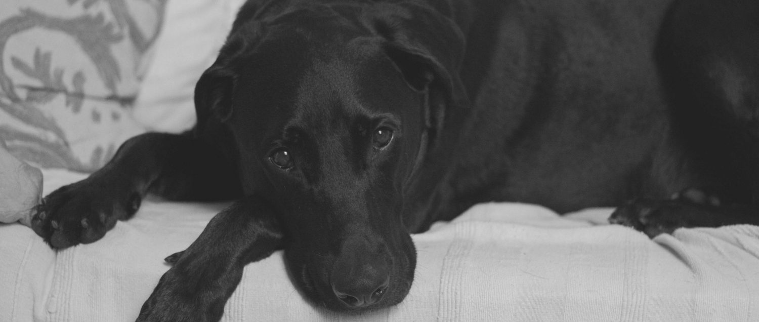 Could problems with my dog’s ear be causing him to lose balance? Could problems with my dog’s ear be causing him to lose balance?