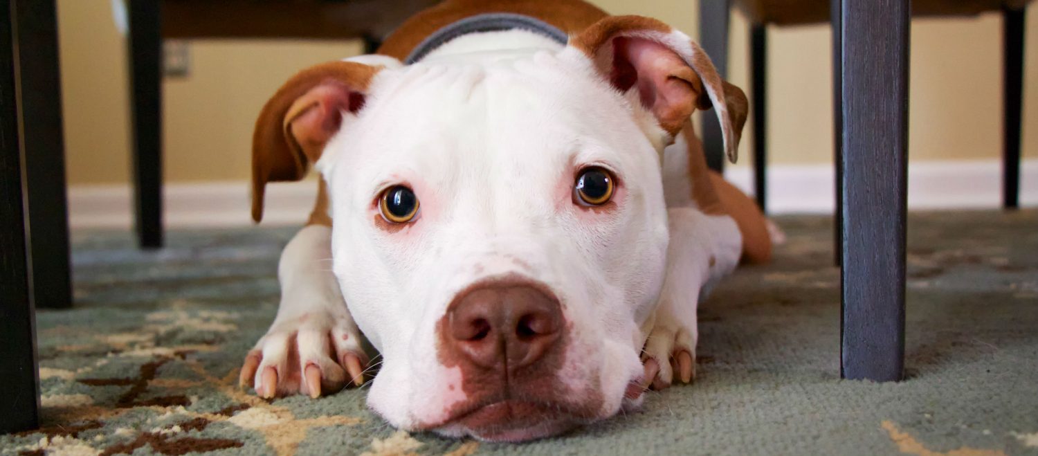 Why does my dog have eye discharge, how do you clean it and what is the treatment? Why does my dog have eye discharge, how do you clean it and what is the treatment?