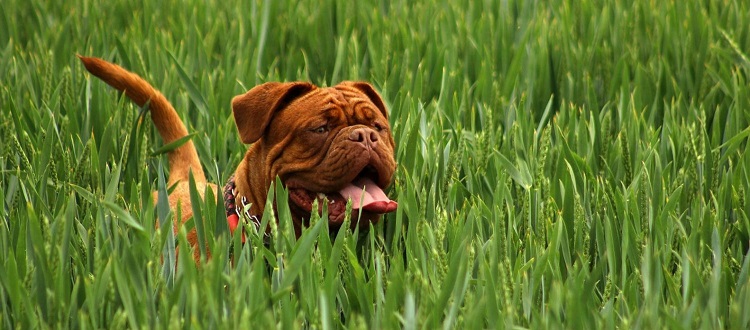 Why is my dog frequently trying to urinate but with only small amounts of urine released? Why is my dog frequently trying to urinate but with only small amounts of urine released?