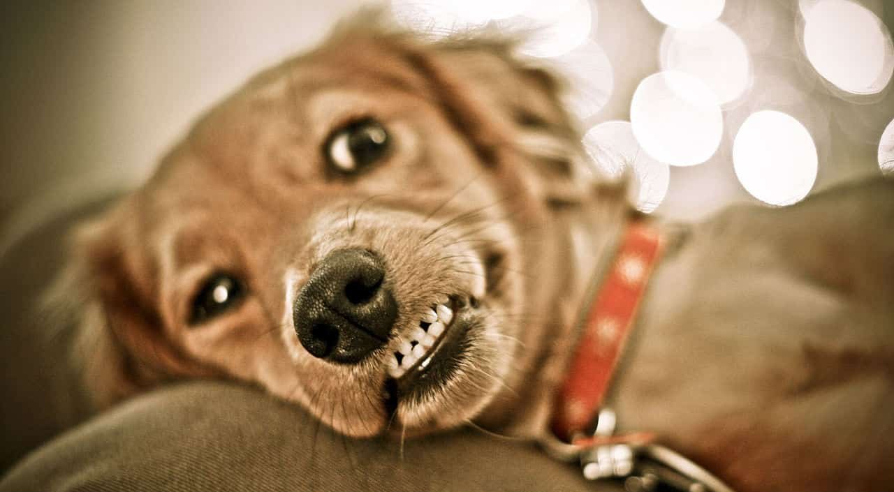 My dog is aggressive towards visitors. How can I stop this