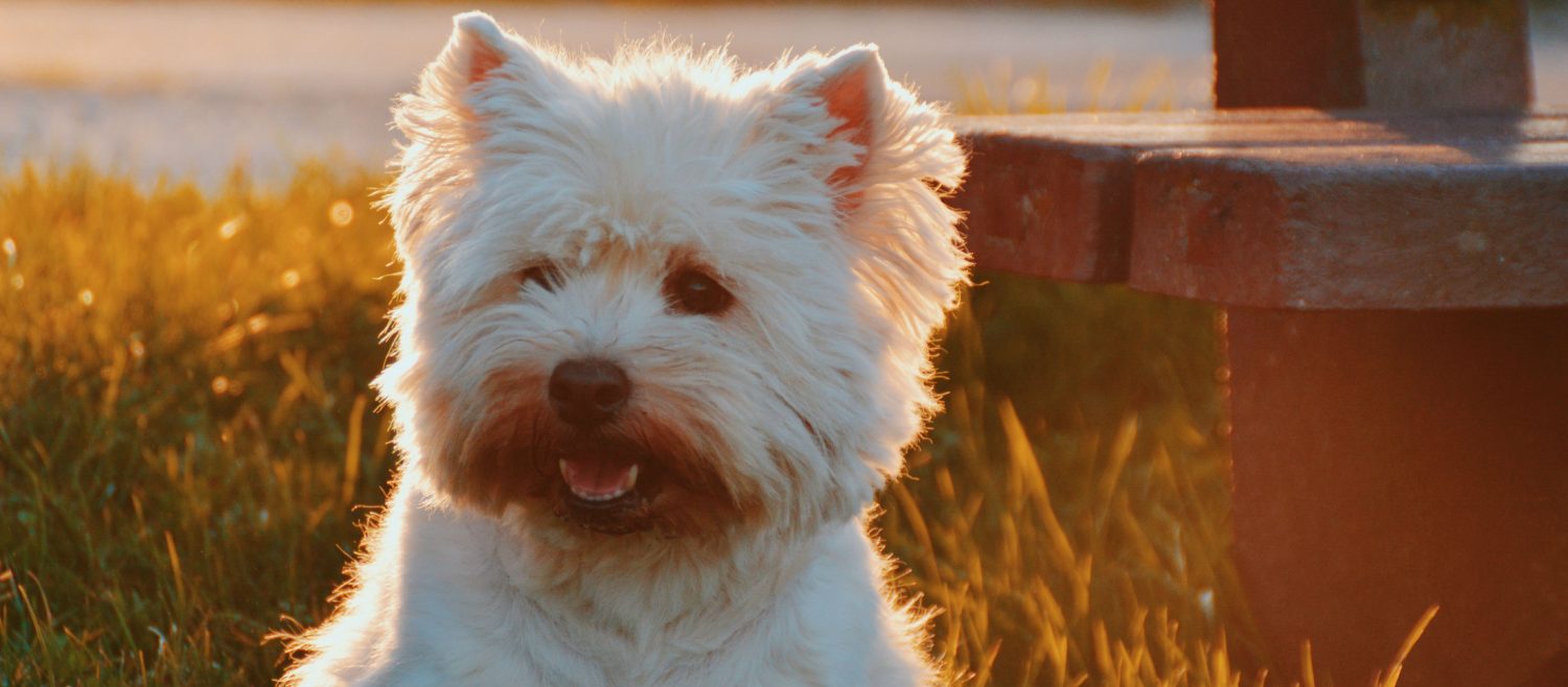 Is surgery necessary for a dog with a ruptured cruciate ligament? Is surgery necessary for a dog with a ruptured cruciate ligament?