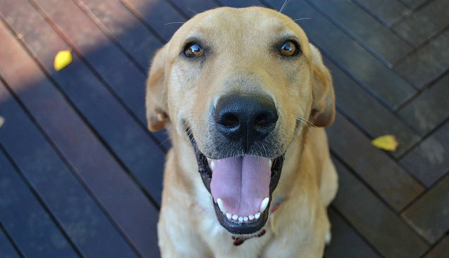 A dog looking upward and smiling with their mouth open exposing their tongue and bottom teeth