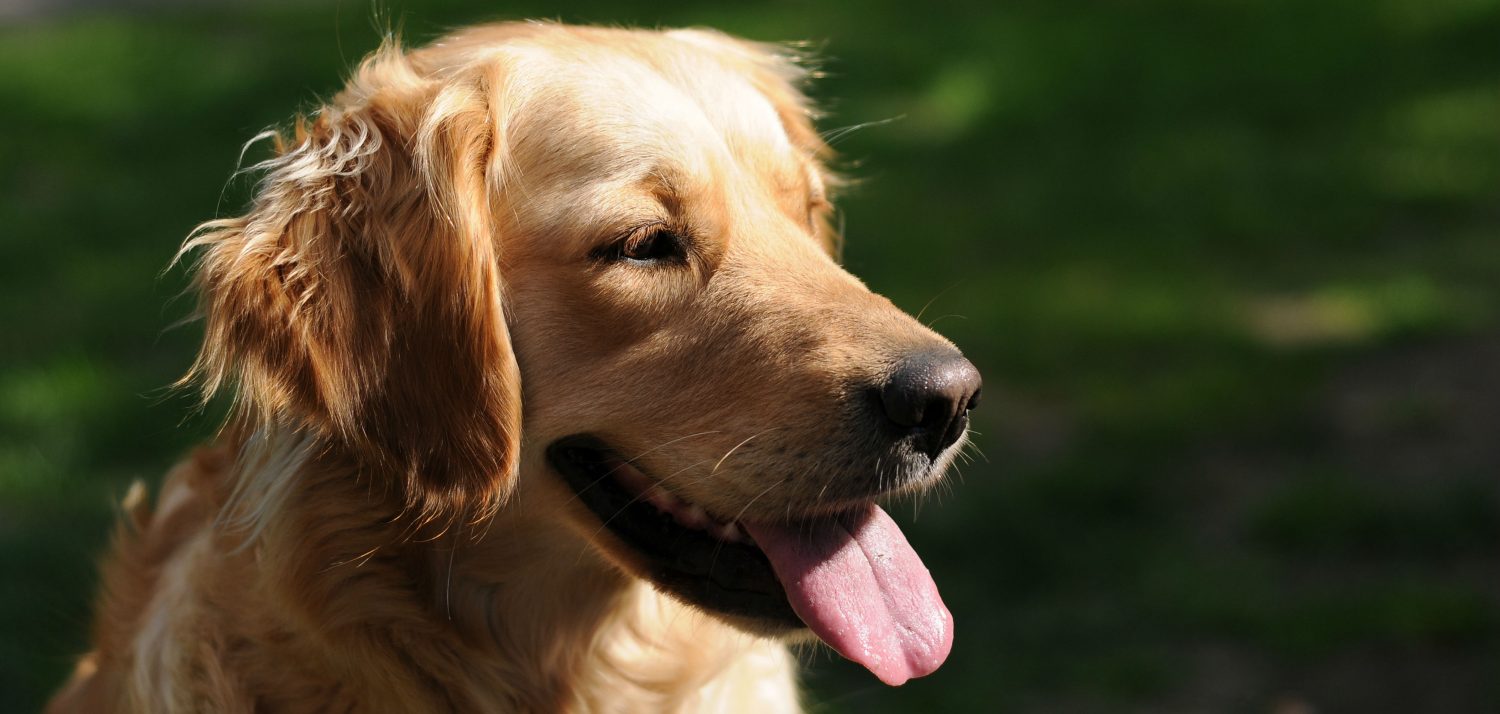 What should I do about my dog’s sneezing and reverse sneezing? What should I do about my dog’s sneezing and reverse sneezing?