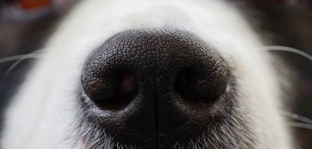 The snout of a dog