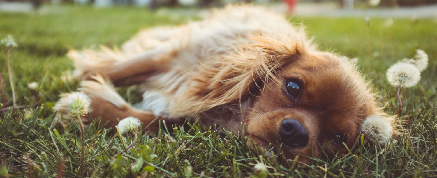 What could be causing my dog to tremble? What could be causing my dog to tremble?