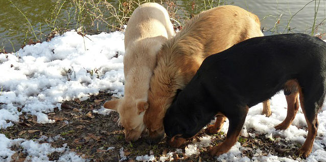 Three dogs outside in the snow sniffing an exposed part of the ground covered in leaves