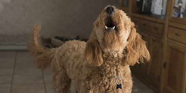 A golden colored Doodle barking inside a house