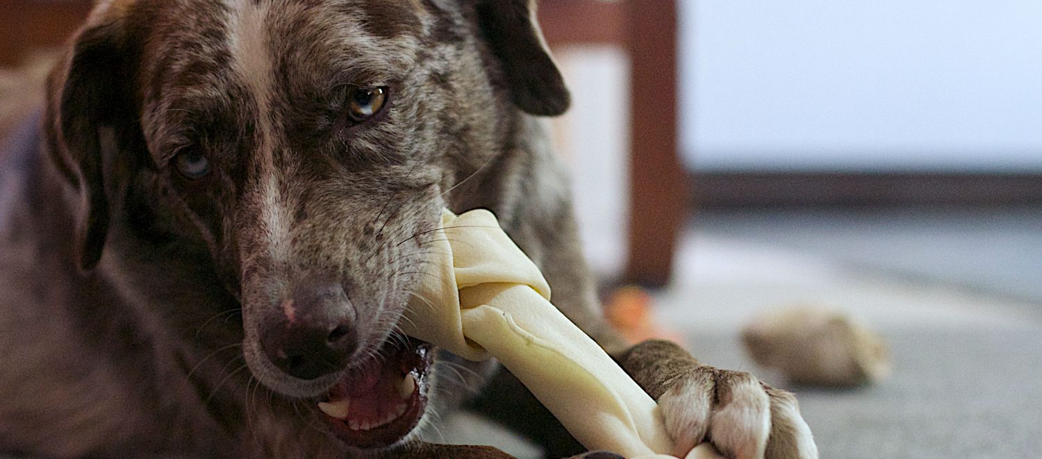 Is it true that bones should never be fed to dogs and what are some healthier alternatives?