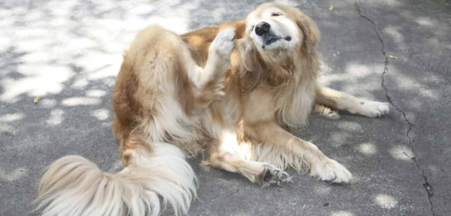 How can I get my dog to stop scratching? How can I get my dog to stop scratching?
