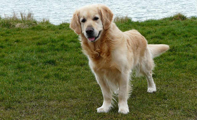 A Golden Retriever standing on grass close to the water