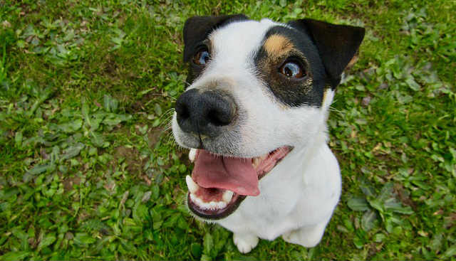 A Jack Russell Terrier looking upwards and smiling with their mouth open to reveal their tongue and bottom teeth