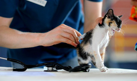 A kitten receiving a vaccination by a veterinarian on a table