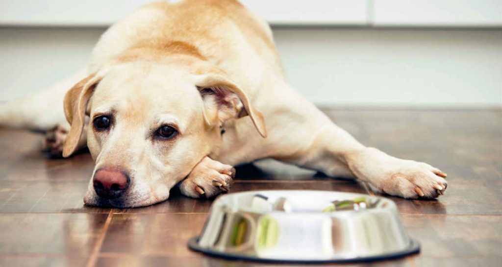 A yellow Labrador retriever is lying down on indoor tile behind a steel food bowl