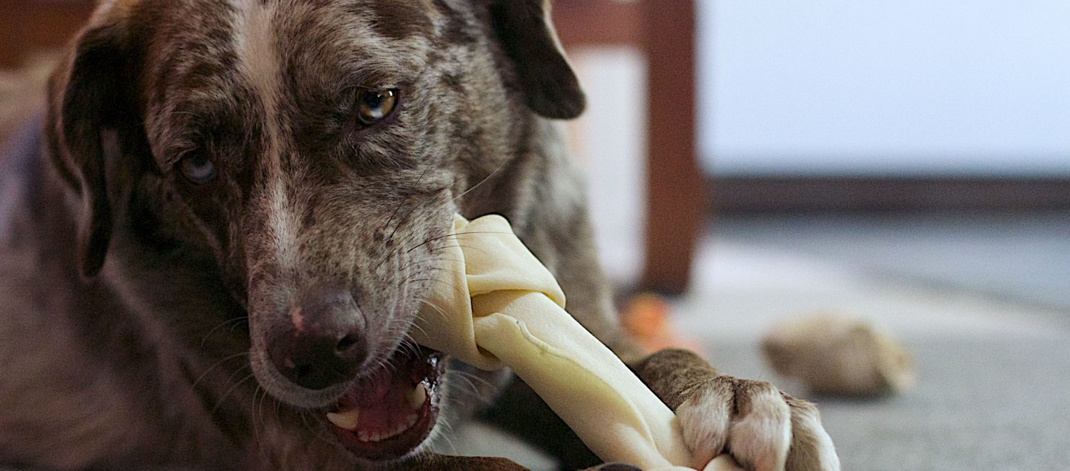 Why are marrow bones not good for dogs and what are some safer alternatives?