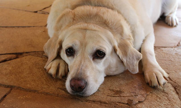 An overweight and tired looking Labrador Retriever laying on the ground