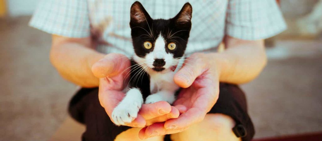 An owner holding a black and white kitten on their lap