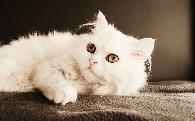 A white Persian cat with brown eyes laying on a brown blanket