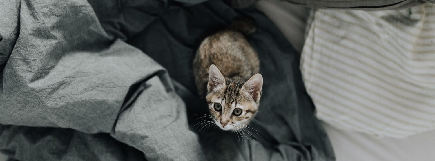Does my pet have to see a vet for vomiting and diarrhea or is there something I can give to help firm up their stool? Does my pet have to see a vet for vomiting and diarrhea or is there something I can give to help firm up their stool?