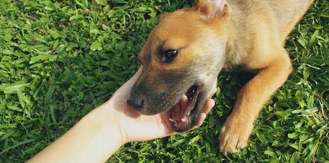 A person's hand is inserted into a puppy's mouth exposing their teeth