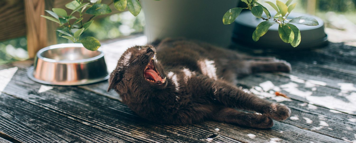 How can I stop my cat from sneezing every time he uses the litter box?