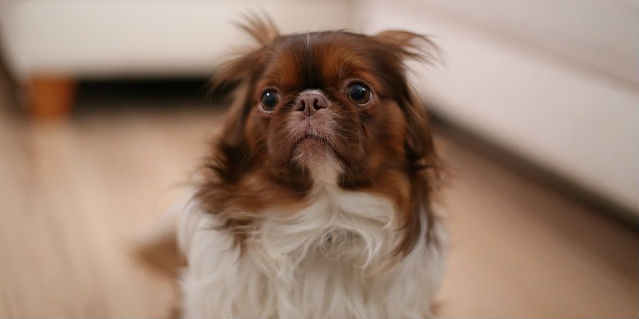 A scared looking dog with brown and white hair is looking slightly upward and sitting on a wooden floor