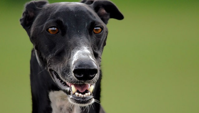 A Spanish Greyhound with their mouth slightly open exposing part of their tongue and bottom teeth