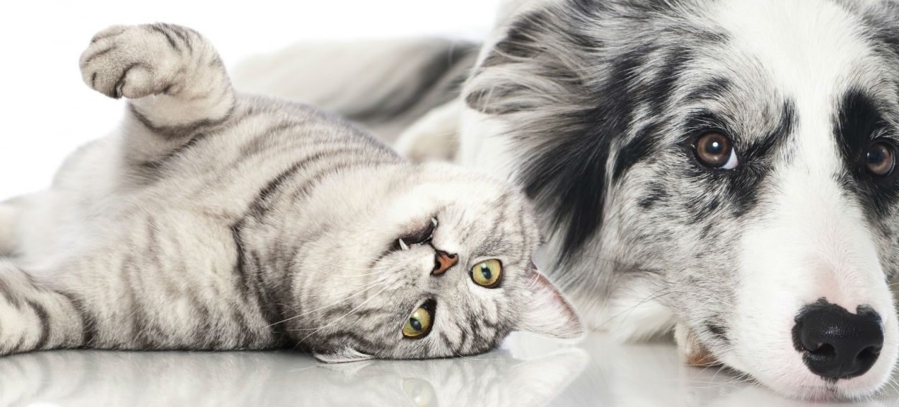 Which vaccines are recommended for our stray cat that comes in close contact with our puppy? Which vaccines are recommended for our stray cat that comes in close contact with our puppy?