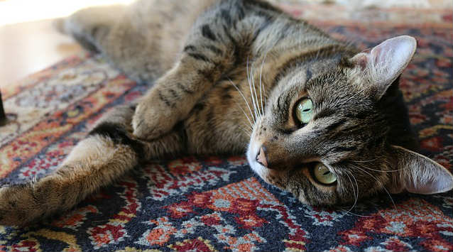 A Tabby cat laying on their side on a blue and red carpet