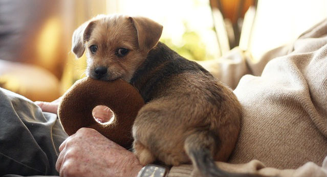 A Terrier puppy sitting on their owners lap chewing on a stuffed donut toy