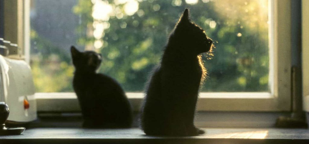 Two black kittens sitting on a kitchen counter top