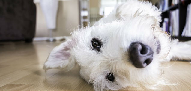 A West Highland Terrier laying upside down on the wooden floor