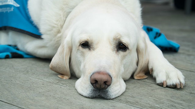 A Yellow Labrador Retriever laying down a wooden floor resting