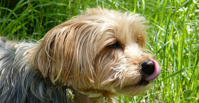A Yorkshire Terrier standing outside in the grass with its tongue sticking out licking its nose