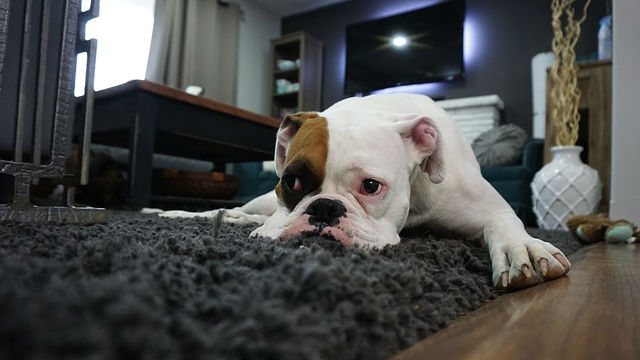 A Boxer laying down on a grey carpet