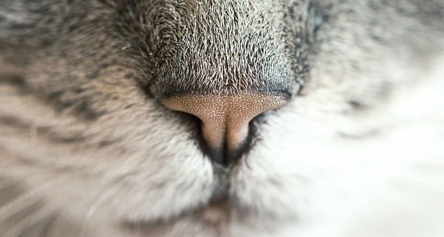 The nostrils of a cat's nose that is slightly pink colored