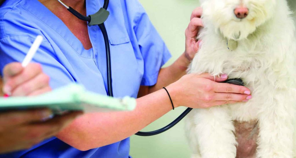 A white dog having their breathing checked by a veterinarian with a stethoscope