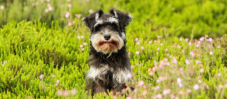 I am concerned about the safety of heartworm medication. Should I still give it to my dog even though he’s tested for heartworm every year? I am concerned about the safety of heartworm medication. Should I still give it to my dog even though he’s tested for heartworm every year?