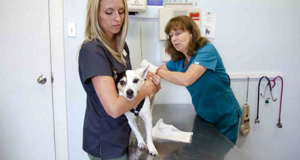 A dog being held by a veterinary technician while on an exam table