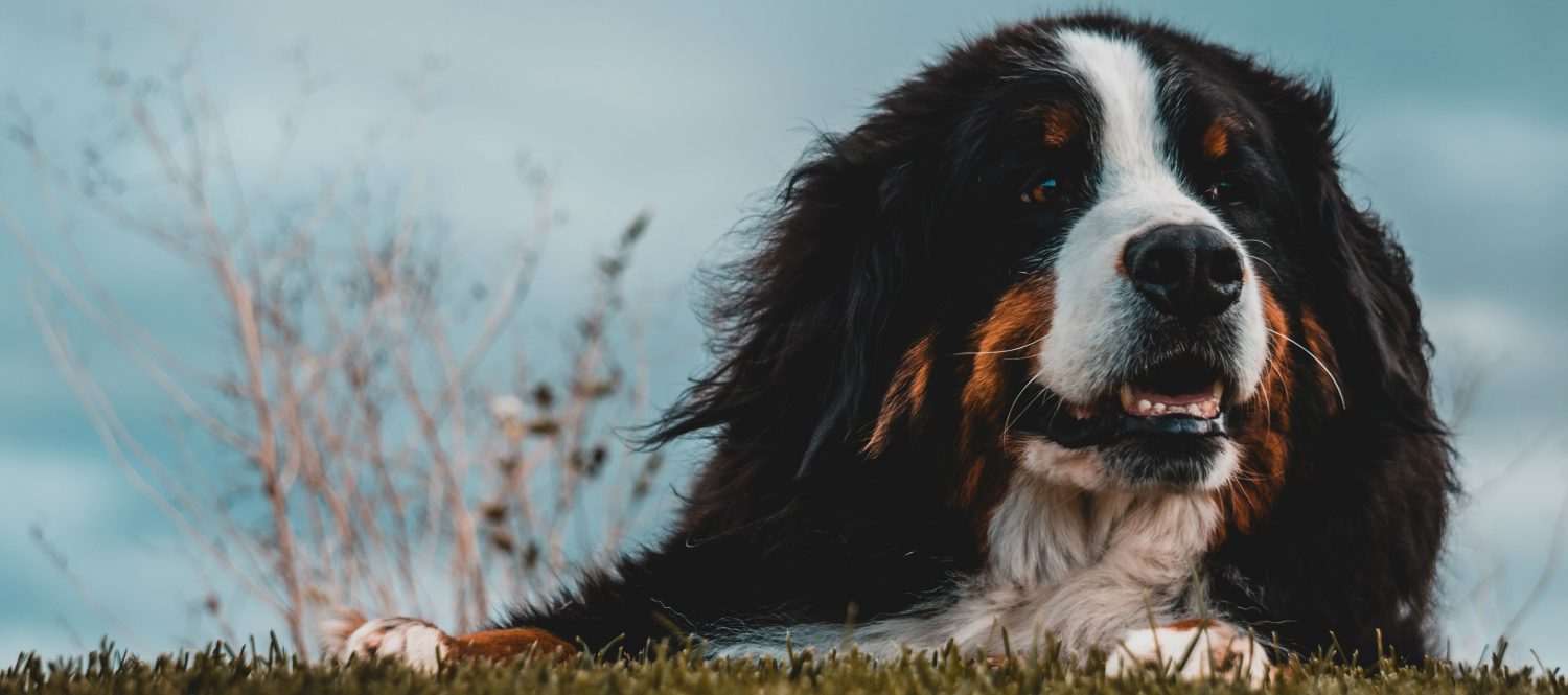 What can I do to prevent and remove sap from my dog’s paws and fur?