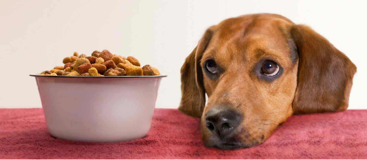 How do I firm up my dog’s stool? How do I firm up my dog’s stool?