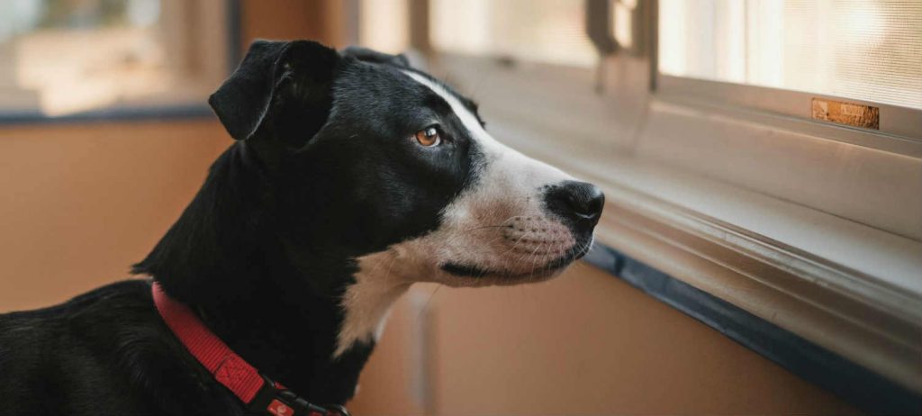 A black and white dog with a red collar looking outside through a screened window