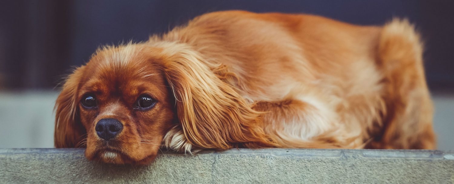 What are some treatment options for a dog living with tracheal collapse? What are some treatment options for a dog living with tracheal collapse?