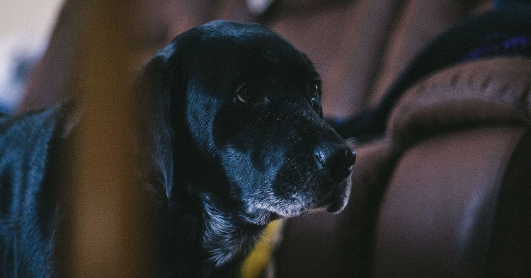 Our older dog has been diagnosed with Laryngeal Paralysis. Are there any other treatments for this condition apart from surgery? Our older dog has been diagnosed with Laryngeal Paralysis. Are there any other treatments for this condition apart from surgery?