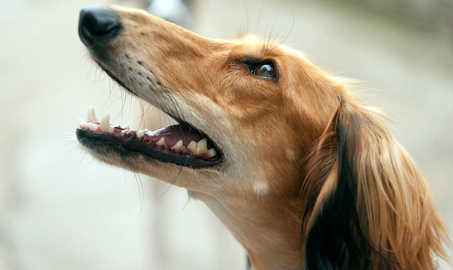 A Saluki dog looking slightly upward with their mouth open exposing their bottom teeth