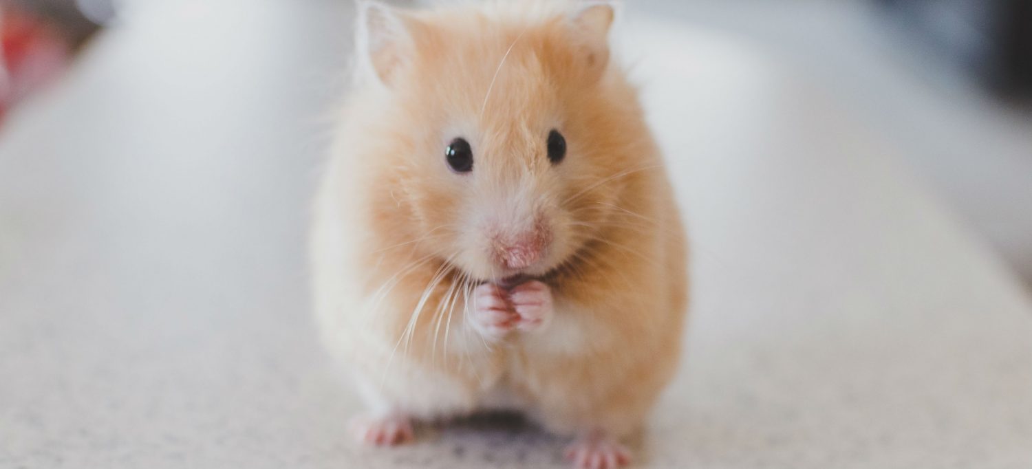 Hamster shop surgery cost