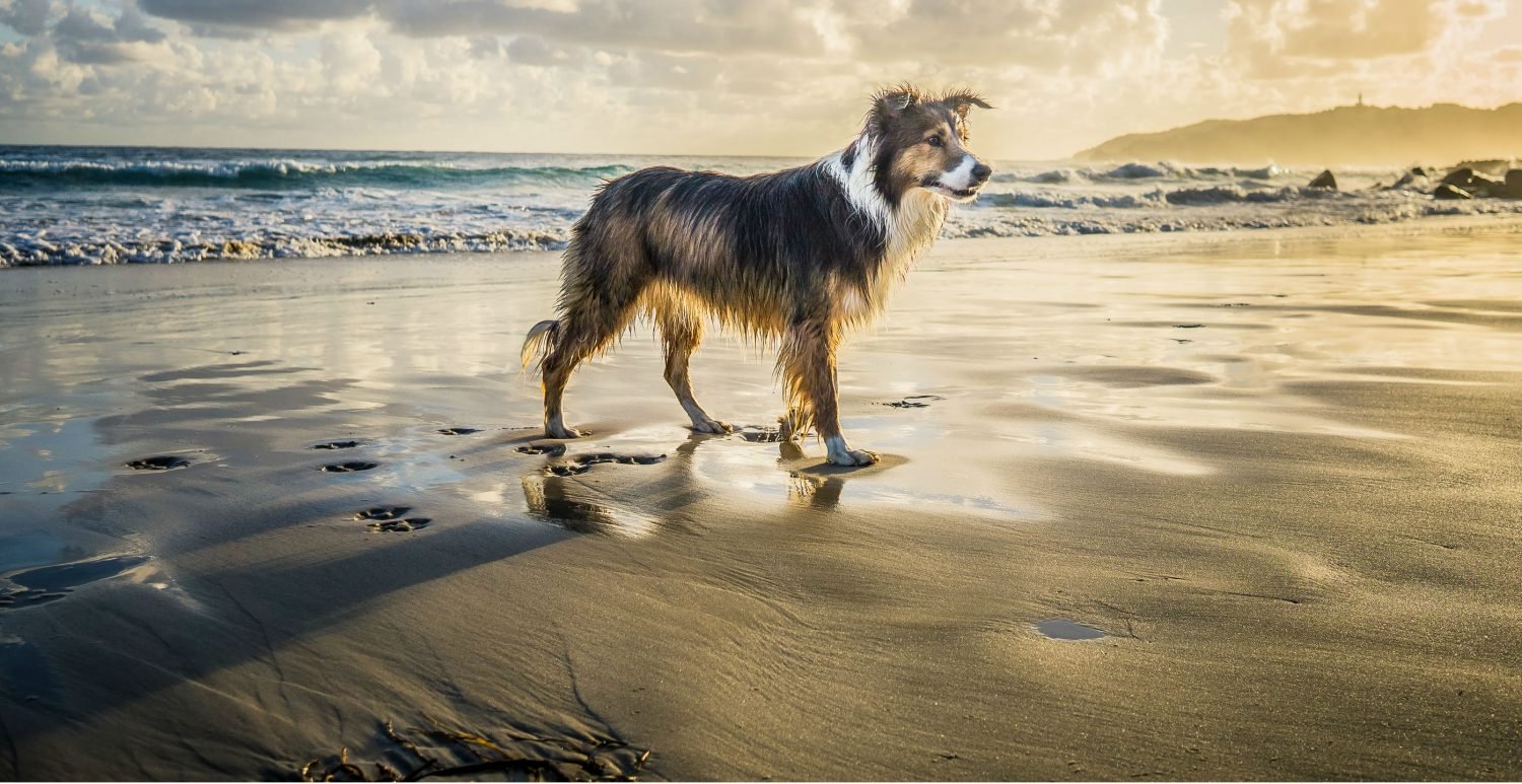 Ask a Vet a Question Online Healthcare for Pets