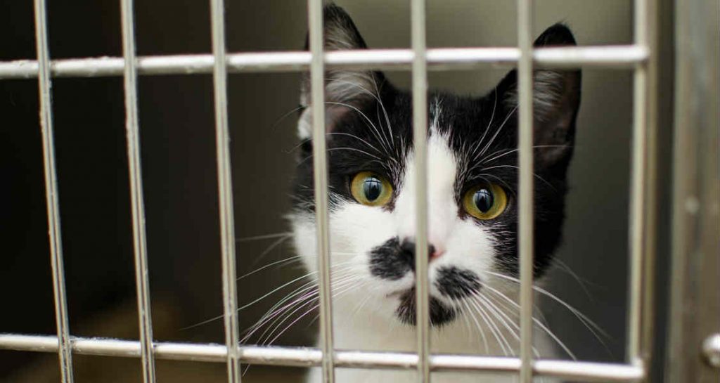 A black and white cat with yellow is behind a cage and looking through